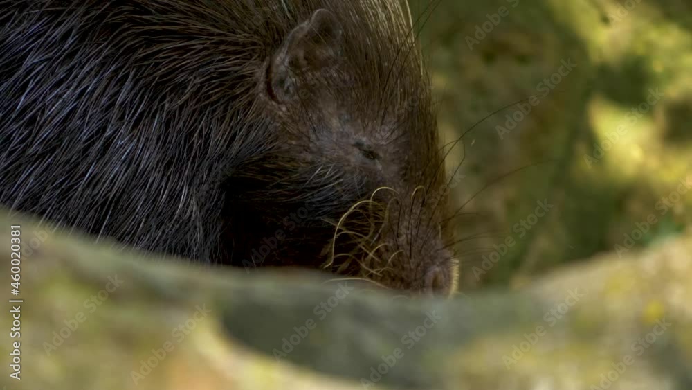 Cape porcupine hiding behind rock, gnawing - Long closeUp Cape porcupine hiding behind rock, gnawing - Long closeUp