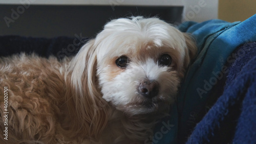  Small cute dog resting in his own bed at home. He is looking to the camera 