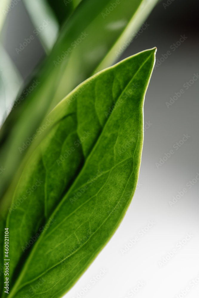 The leaf of the house plant is close. The leaf of the house plant is close.