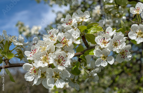 Blüten am Zweig eines Birnbaums im Frühling in Nahaufnahme