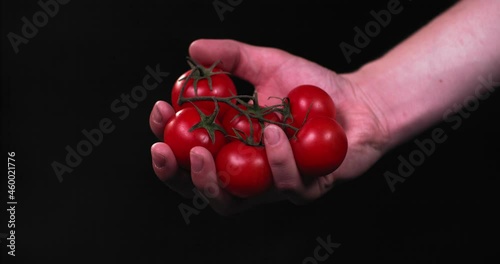 Male hand squeezes a branch with tomatoes flattening vegetables