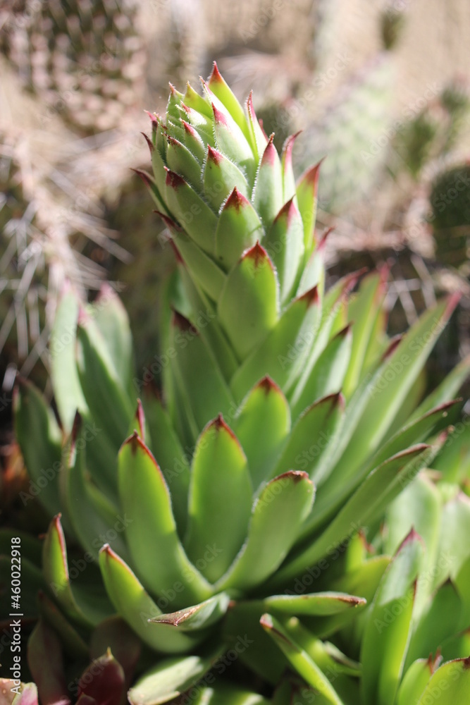 Sempervivum tectorum rojnik murowy Sempervivum tectorum rojnik murowy