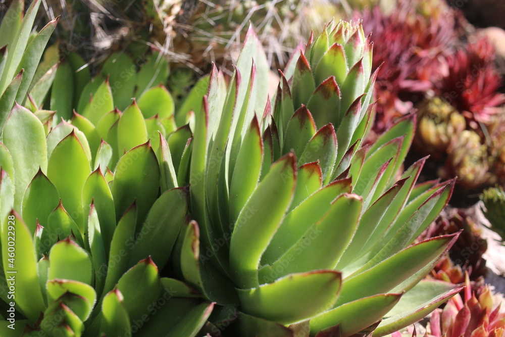 Sempervivum tectorum rojnik murowy Sempervivum tectorum rojnik murowy