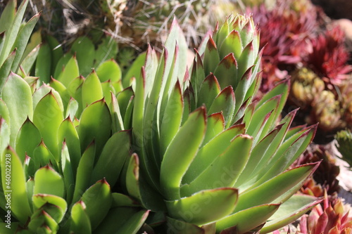 Wallpaper Mural  Sempervivum tectorum rojnik murowy Torontodigital.ca