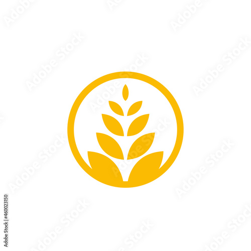 circle yellow paddy wheat barley plant harvest agriculture image vector - Vector