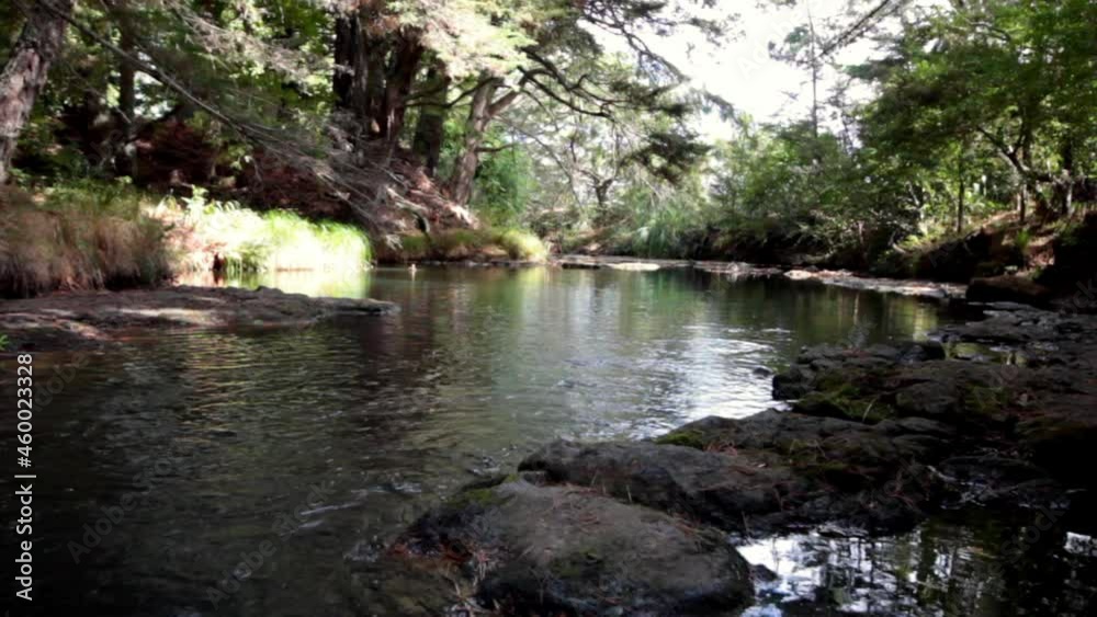 Peaceful flowing river in a woodland setting in newzealand Peaceful flowing river in a woodland setting in newzealand