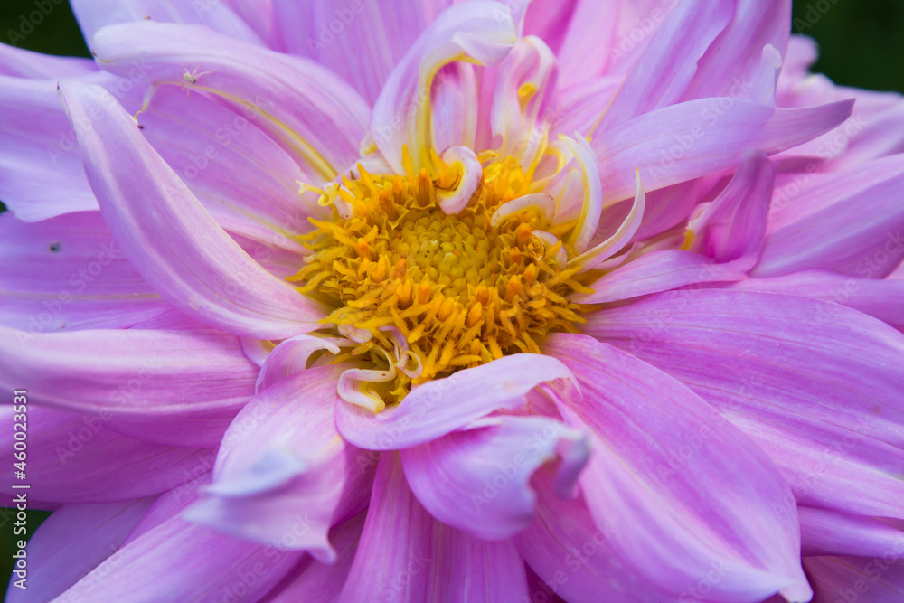 Dahlia pinnata, pink and purple garden dahlias in the garden. Dahlia pinnata, pink and purple garden dahlias in the garden.