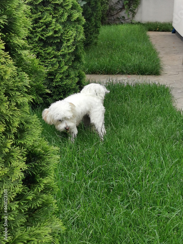 Bichon puppy in the yard of a house