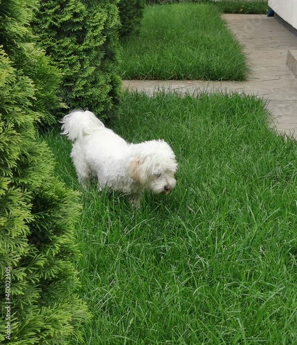 Bichon puppy in the yard of a house
