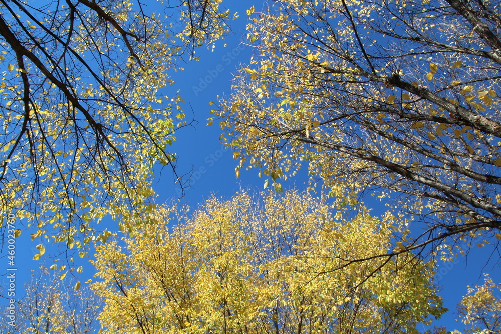 Elm Leaves Above, Louise McKinney Park, Edmonton, Alberta Elm Leaves Above, Louise McKinney Park, Edmonton, Alberta