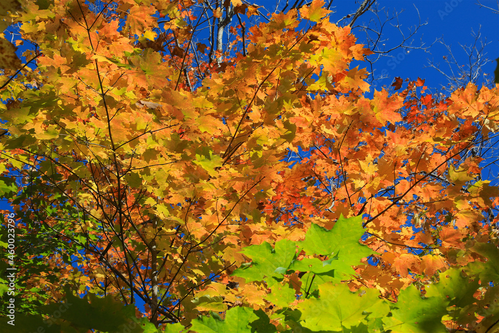 Autumn Leaves Background on the North Shore Hiking Trail of Minnesota near Lake Superior Autumn Leaves Background on the North Shore Hiking Trail of Minnesota near Lake Superior