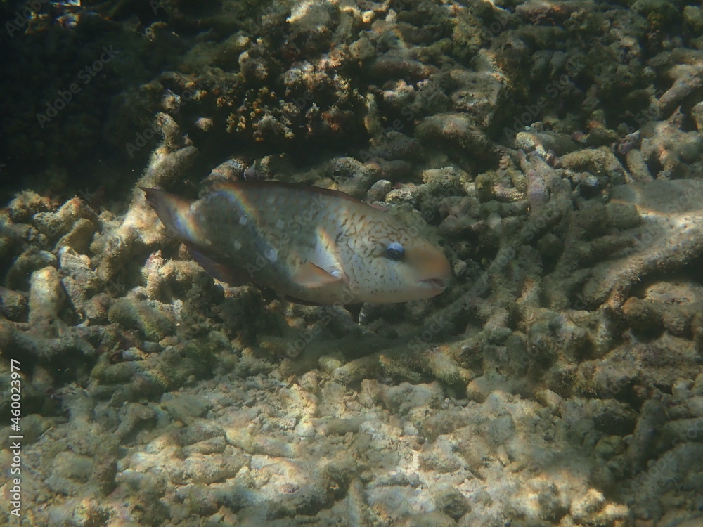 Obraz premium スリランカ ピジョン島国立公園の魚