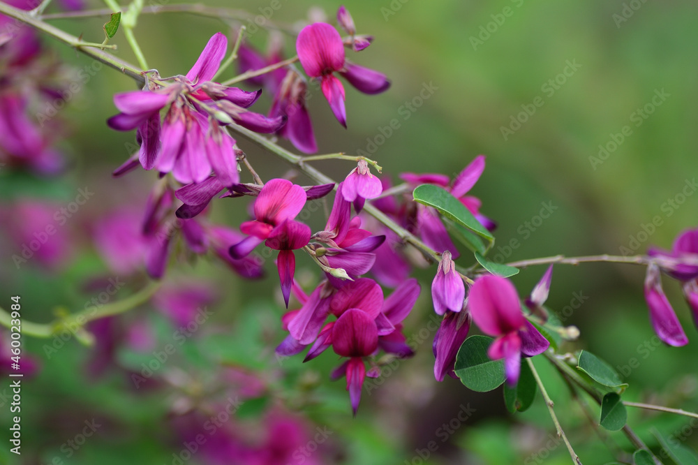 萩の花、向島百花園にて