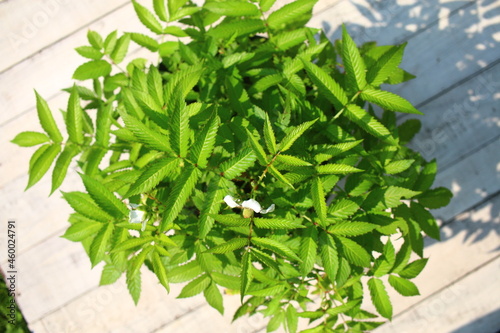 MALINA PONĘTNA malinotruskawka Rubus illecebrosus