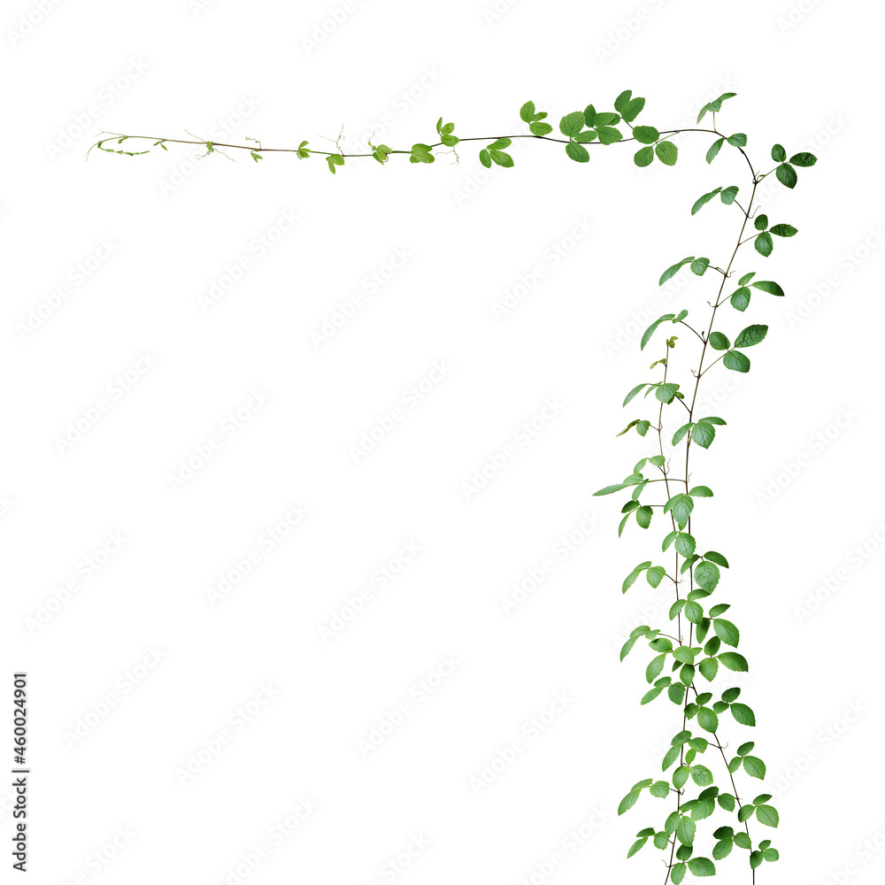 Bush grape or three-leaved wild vine cayratia (Cayratia trifolia) liana ivy plant bush, nature frame jungle border isolated on white background, clipping path included. Bush grape or three-leaved wild vine cayratia (Cayratia trifolia) liana ivy plant bush, nature frame jungle border isolated on white background, clipping path included.