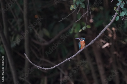 kingfisher in the forest photo