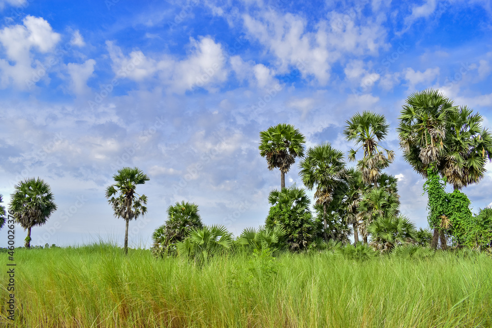 Beautiful view of palm trees among the reed grasses and even the beautiful sky.