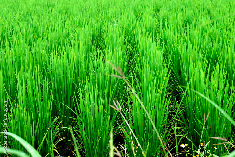 The rice fields are growing beautiful green leaves during the rainy season. The rice fields are growing beautiful green leaves during the rainy season.