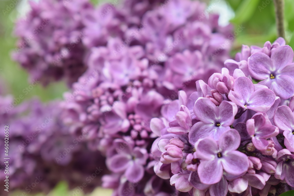 lilac flowers in the garden lilac flowers in the garden