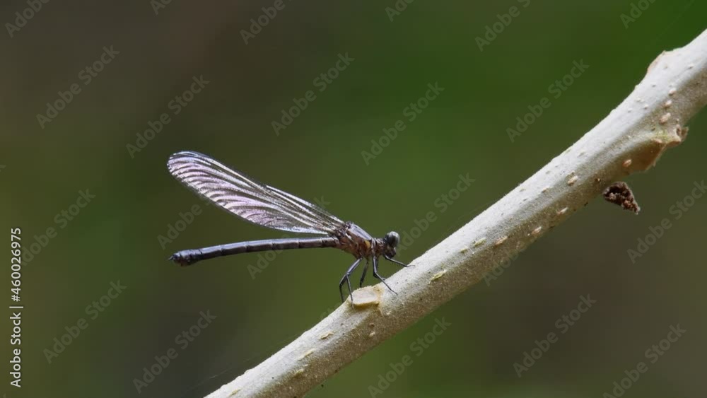 Seen perched on a small branch facing to the right then suddenly jerks its wings moving the branch to bounce; Jewel Damselfly, Heliocypha biforata, Kaeng Krachan National Park, Thailand. Seen perched on a small branch facing to the right then suddenly jerks its wings moving the branch to bounce; Jewel Damselfly, Heliocypha biforata, Kaeng Krachan National Park, Thailand.