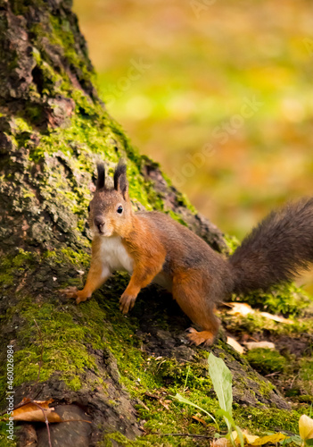 squirrel in the forest © Kadzuo