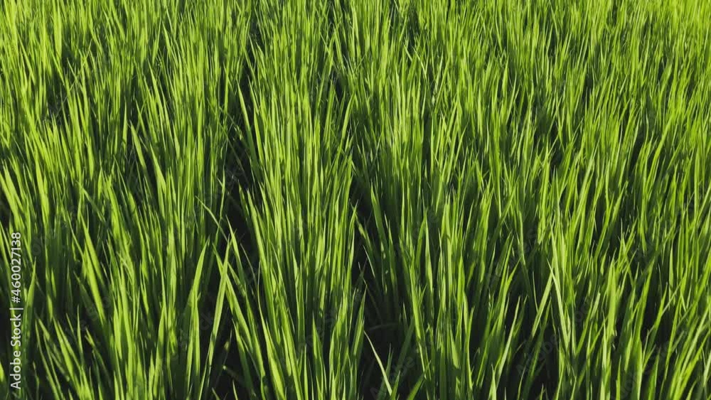 Full rice field at sunrise, Aerial Flyover Shot Full rice field at sunrise, Aerial Flyover Shot