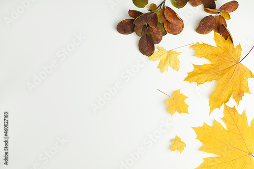 Autumn composition from bright autumn leaves. Frame from autumn leaves on a white background. Flat lay  top view  copy space for text.