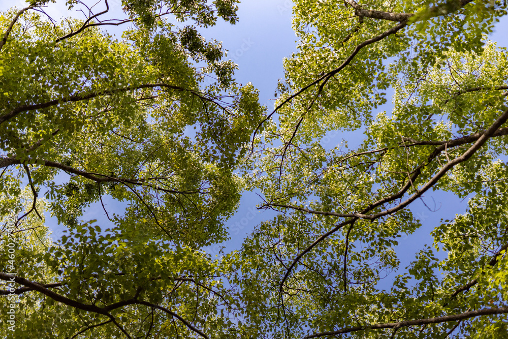 Fototapeta premium 青空と緑