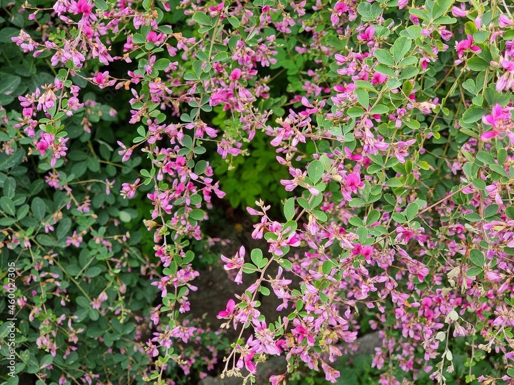 Fototapeta premium pink and white flowers