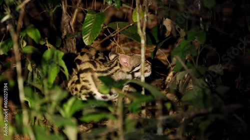Facing to its left scratching its neck with it left front paw; Leopard Cat, Prionailurus bengalensis, Thailand. photo