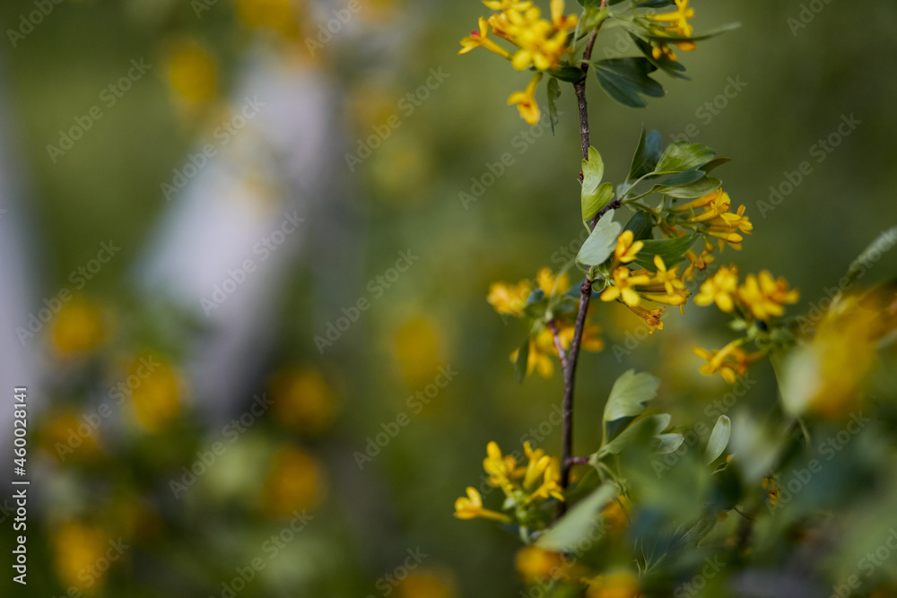 Closeup photo beautiful yellow flowers in the garden, blurred background. Horizontal view. Closeup photo beautiful yellow flowers in the garden, blurred background. Horizontal view.