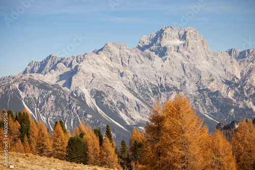 yellow larches at fall in the woods in front of Cristallo mount