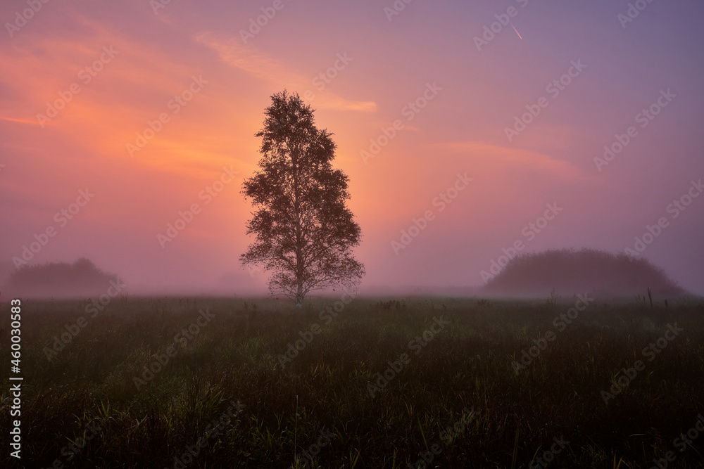 Colorful sunrise and foggy sky behind single birch tree in a grass field. Colorful sunrise and foggy sky behind single birch tree in a grass field.