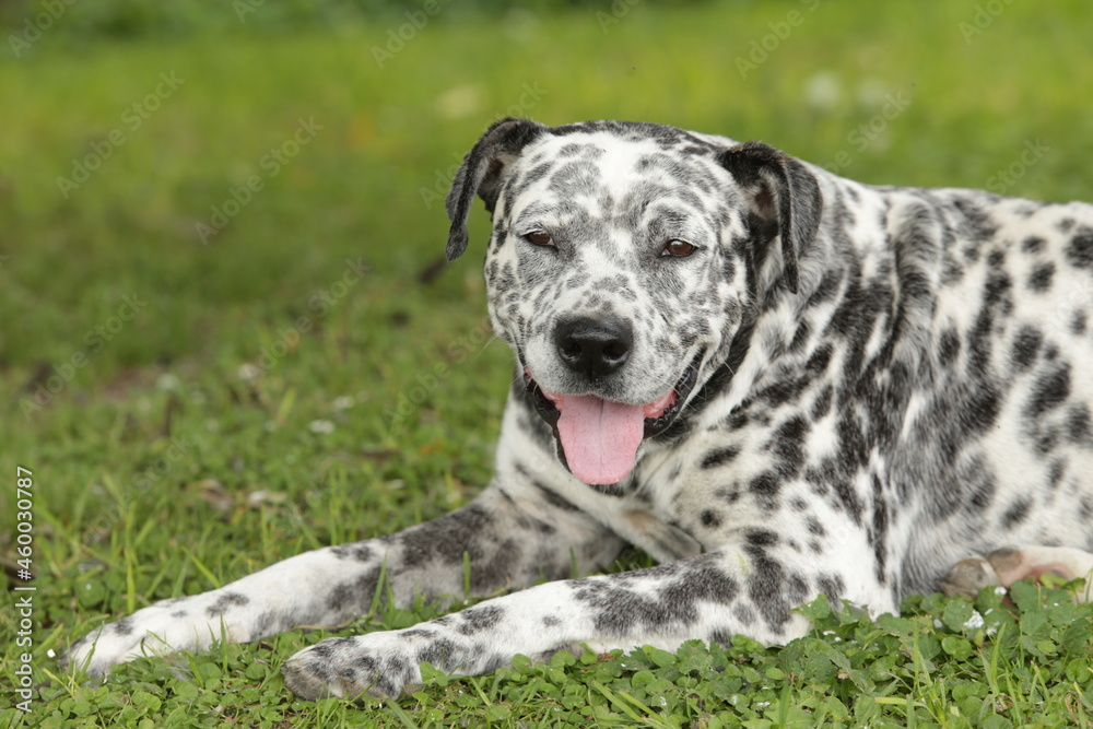 white color dog with black spots, lying on grass