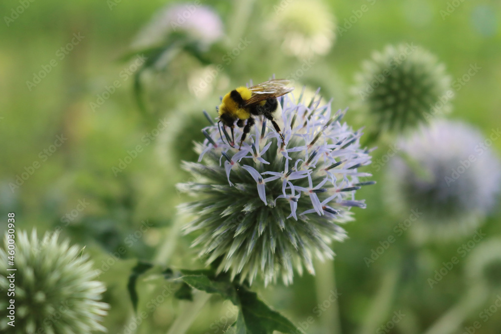 Apis mellifera on Echinops ritro flowers in the garden. Honey bee on blue globe thistles plants on summer Apis mellifera on Echinops ritro flowers in the garden. Honey bee on blue globe thistles plants on summer
