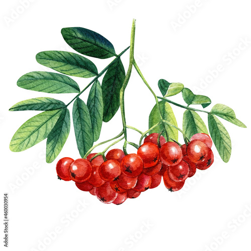 Rowan berries branch with green leaves Watercolor painting illustration isolated on white background.