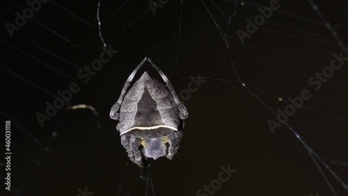 Seen shaking to the left and right with some wind while light turns on and off, Abandoned-web Orb-Weaver, Parawixia dehaani, Kaeng Krachan National Park, Thailand. photo