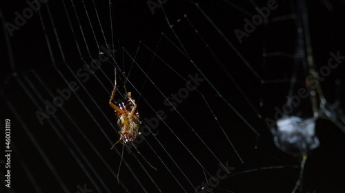 A forest cockroach hanging on the web moving with the wind, a prey on the right already covered with silk; Abandoned-web Orb-Weaver, Parawixia dehaani, Kaeng Krachan National Park, Thailand. photo