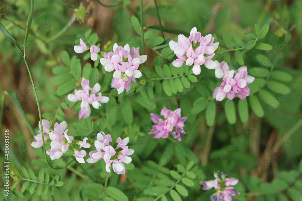 Securigera or Coronilla varia white and pink flowersin the meadow. Purple crown vetch on summer Securigera or Coronilla varia white and pink flowersin the meadow. Purple crown vetch on summer