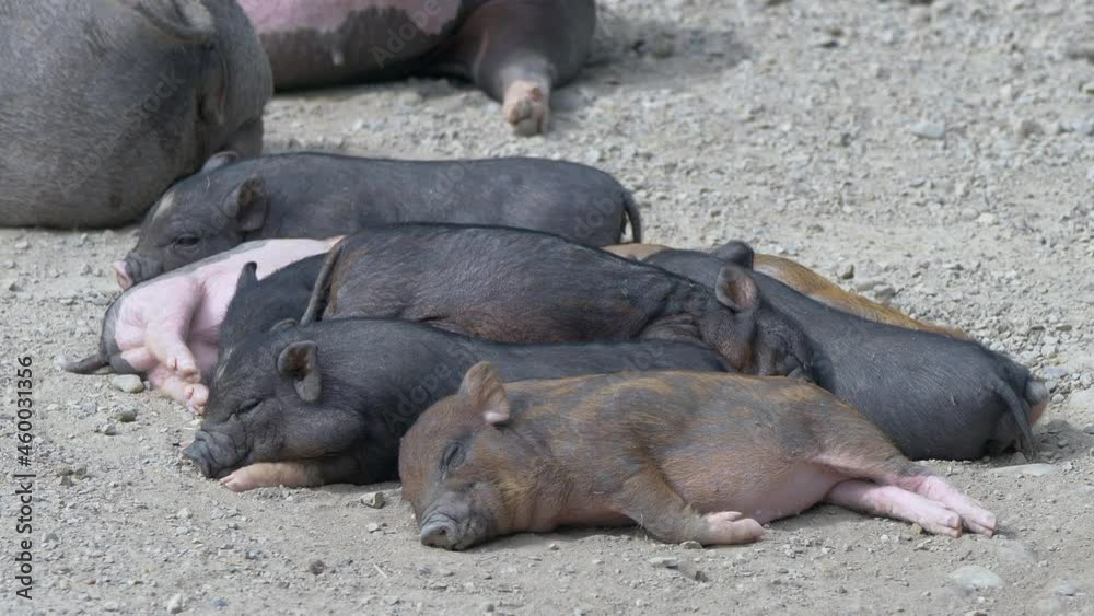 Group of newborn black and pink piglets sleeping together outdoors on soil ground,close up Group of newborn black and pink piglets sleeping together outdoors on soil ground,close up