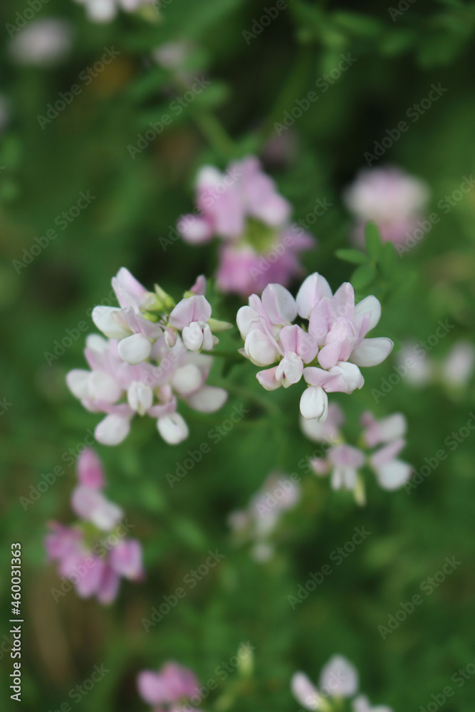 Securigera or Coronilla varia white and pink flowersin the meadow. Purple crown vetch on summer Securigera or Coronilla varia white and pink flowersin the meadow. Purple crown vetch on summer