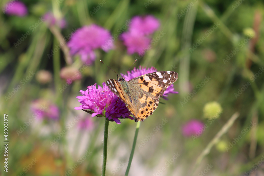Orange and black butterfly on a pink wildflower in the garden. Vanessa cardui butterfly on a flower Orange and black butterfly on a pink wildflower in the garden. Vanessa cardui butterfly on a flower