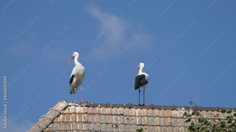 Wild Storks resting on rooftop of building against blue sky in summer,static medium shot - prores 4k quality of animals in nature Wild Storks resting on rooftop of building against blue sky in summer,static medium shot - prores 4k quality of animals in nature