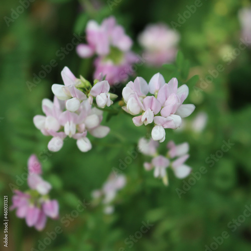 Securigera or Coronilla varia white and pink flowersin the meadow. Purple crown vetch on summer