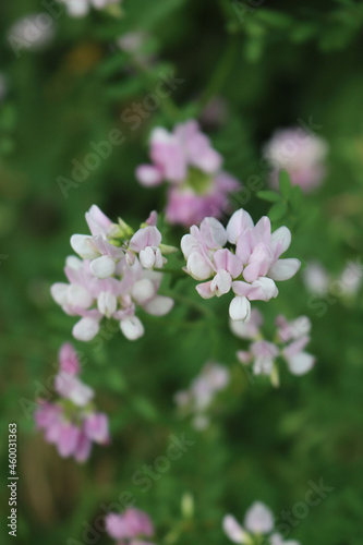 Securigera or Coronilla varia white and pink flowersin the meadow. Purple crown vetch on summer