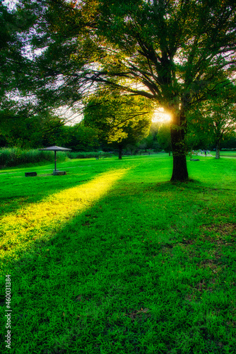 夕日に映える公園の芝生と木々と