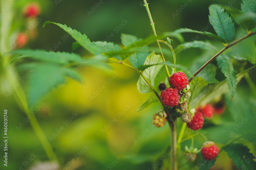 Red raspberries on the bush Red raspberries on the bush