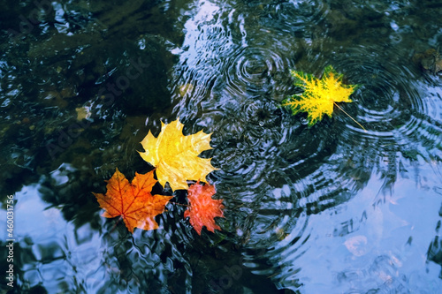 colorful bright autumn leaves in water. autumn atmosphere image  natural background. fall season concept. top view