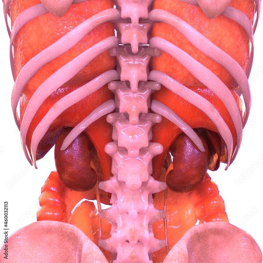 Human Internal Organs Anatomy Stock Illustration | Adobe Stock