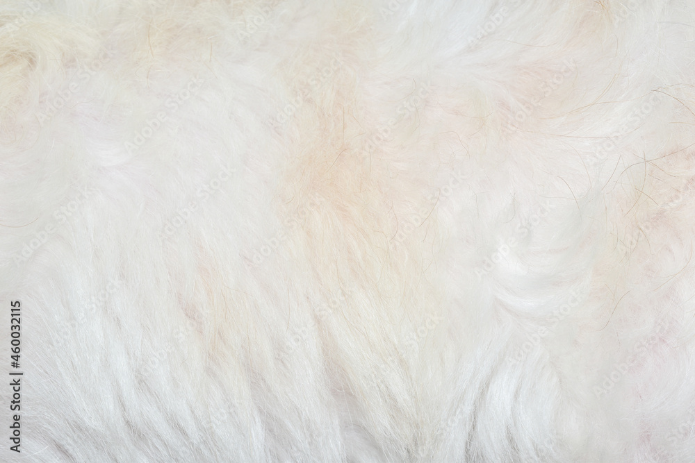 Abstract white fur background texture close-up Abstract white fur background texture close-up